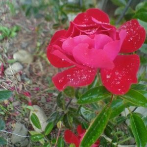 Meet your Posher, Daisy